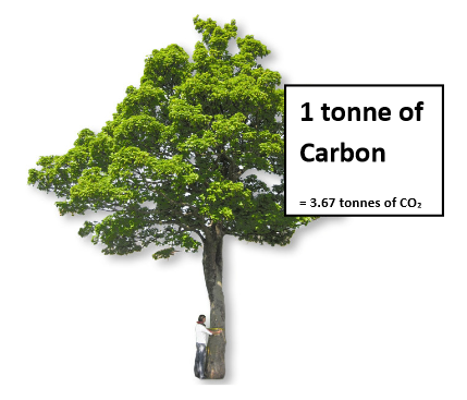 Cómo calcular la cantidad de dióxido de carbono que su árbol ha tomado de la atmósfera€
€