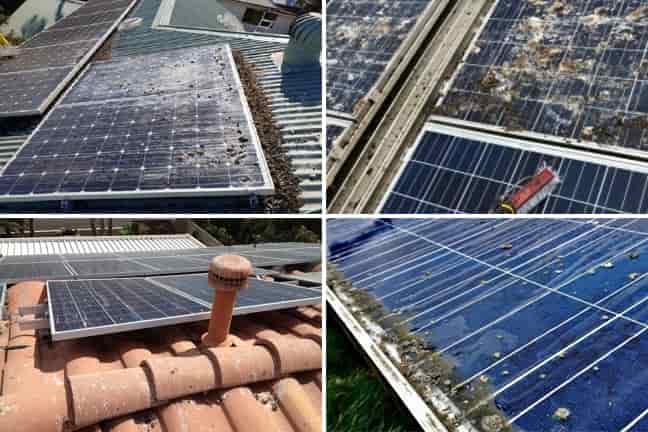 Palomas debajo de los paneles: ¿qué puede hacer para proteger su energía solar fotovoltaica montada en el techo?